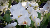 orchid-2062994__340