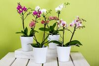 orchids-595242__340