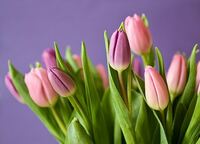 Tulpen verschiedene Farben