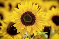 Sonnenblumen in verschiebenen Gr&ouml;&szlig;en