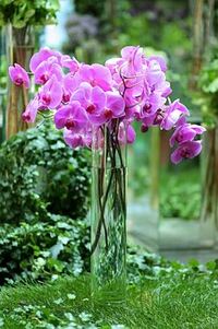 Orchideen im Schnitt wei&szlig; oder rose